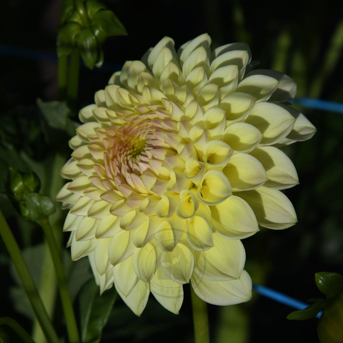 Dahlia 'Winholme Diane'