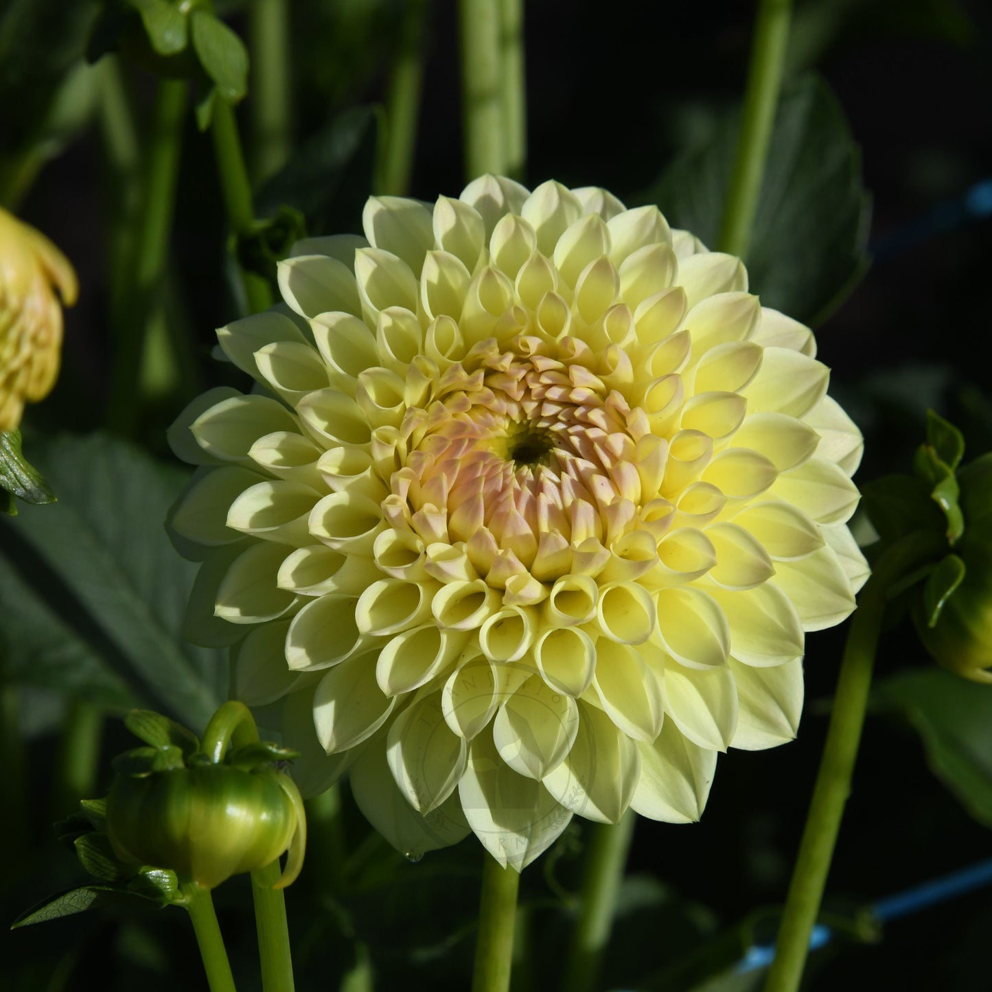 Dahlia 'Winholme Diane'