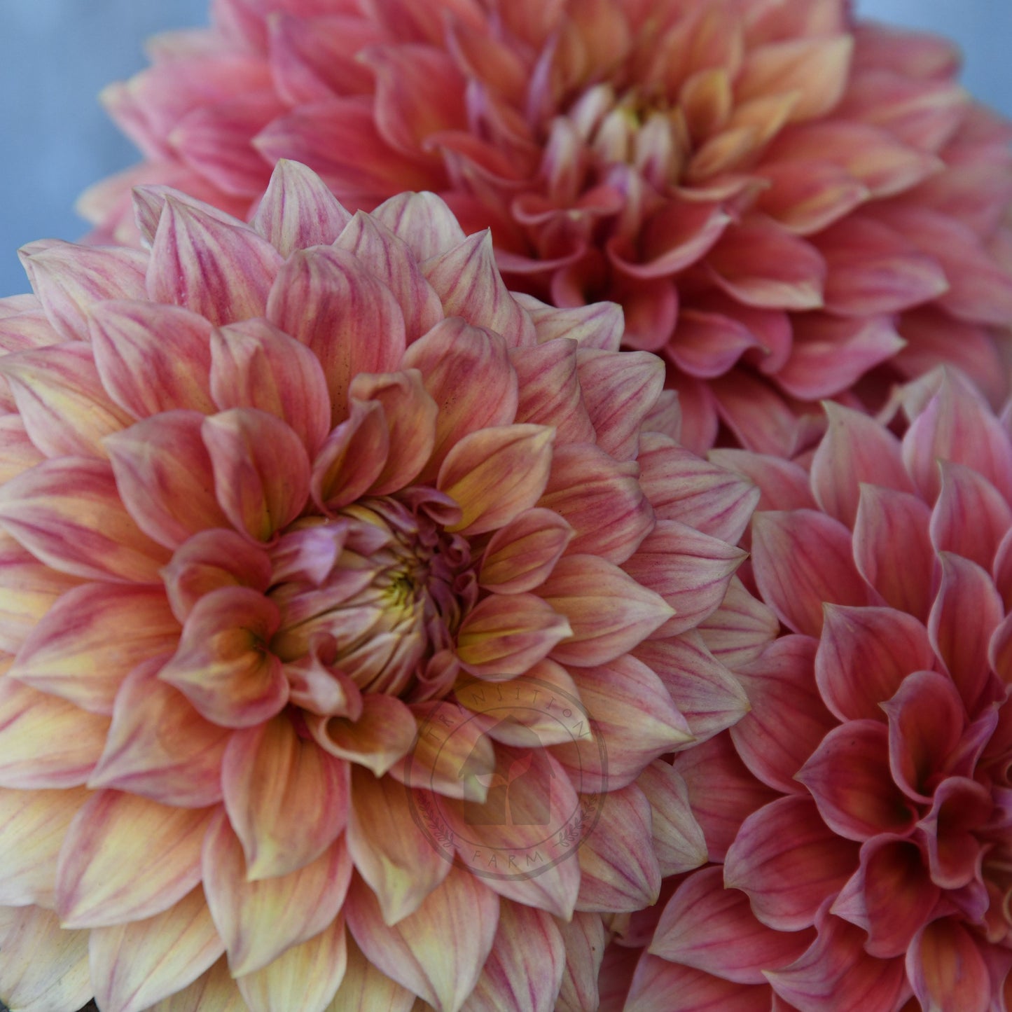 Dahlia 'Winkie Cinnamon'