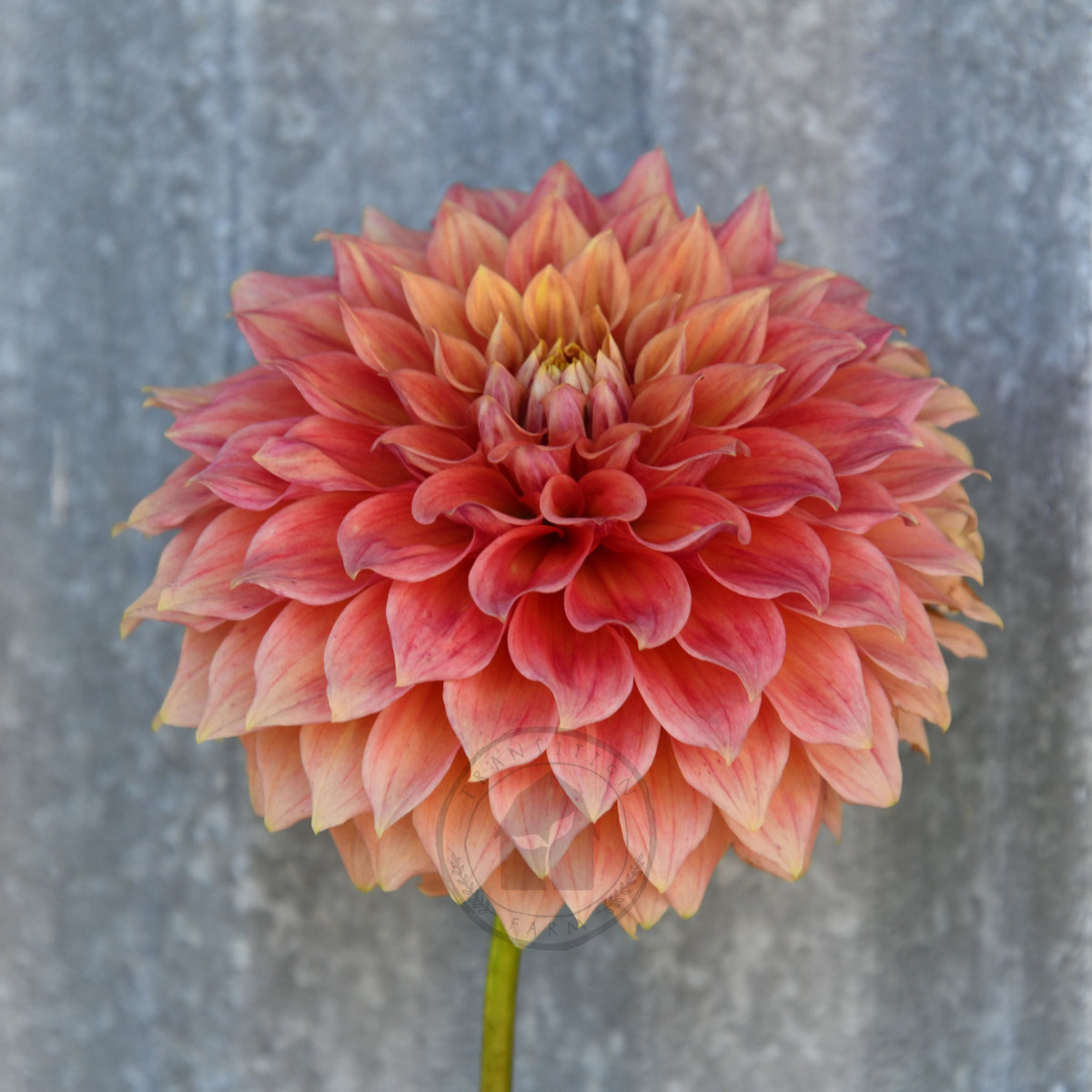 Dahlia 'Winkie Cinnamon'