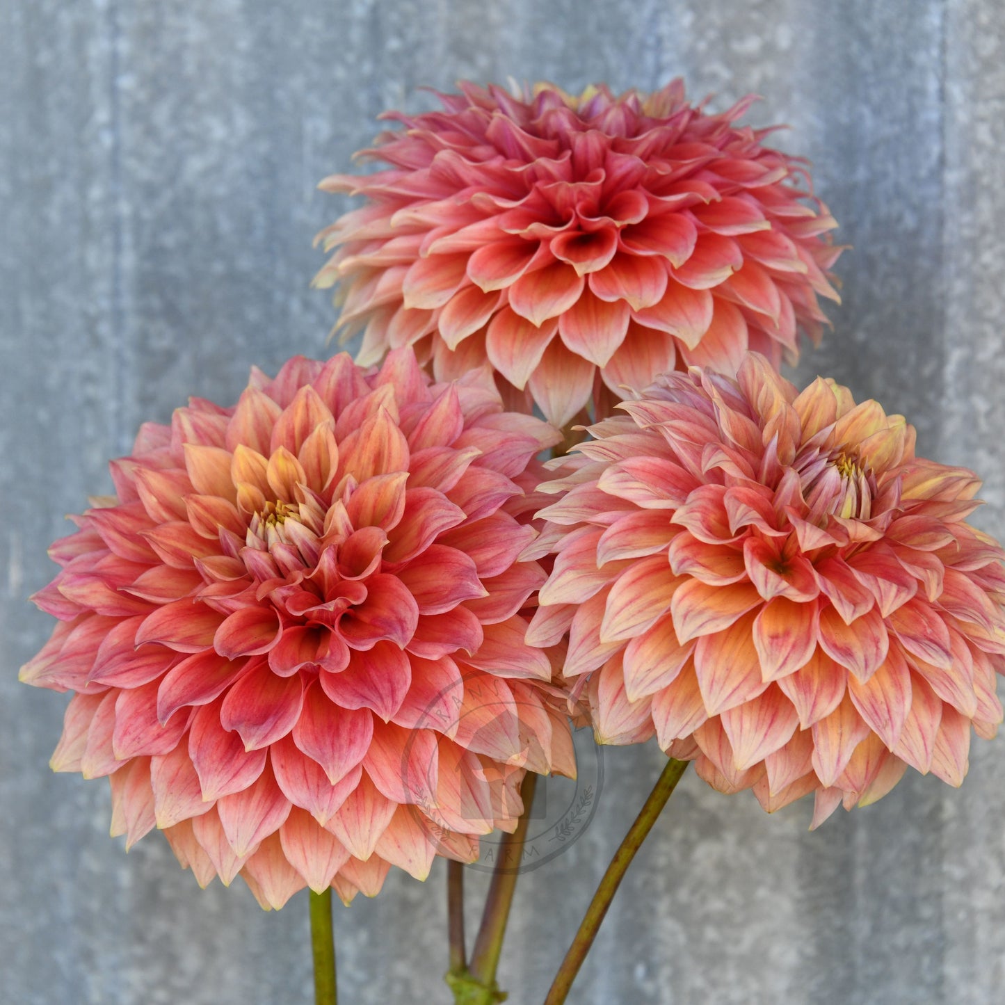 Dahlia 'Winkie Cinnamon'