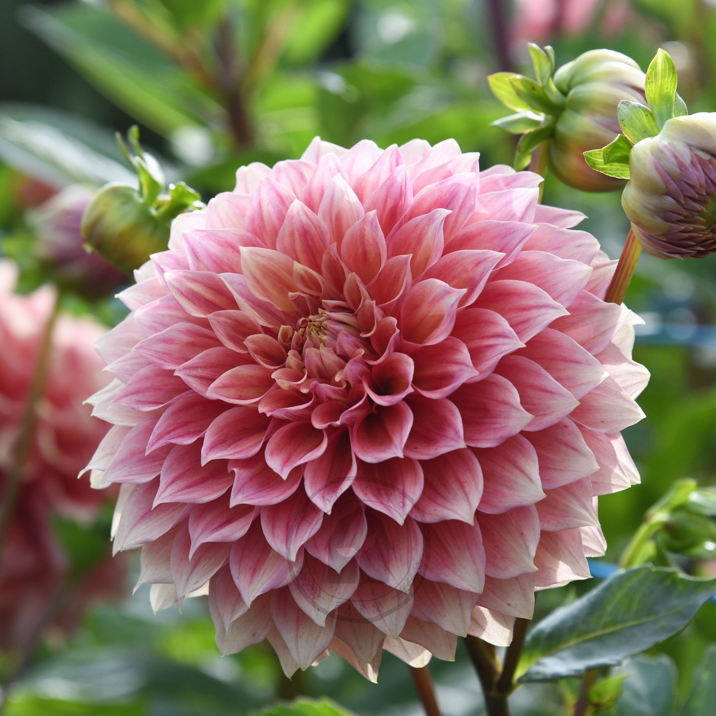 Dahlia 'Winkie Cinnamon'