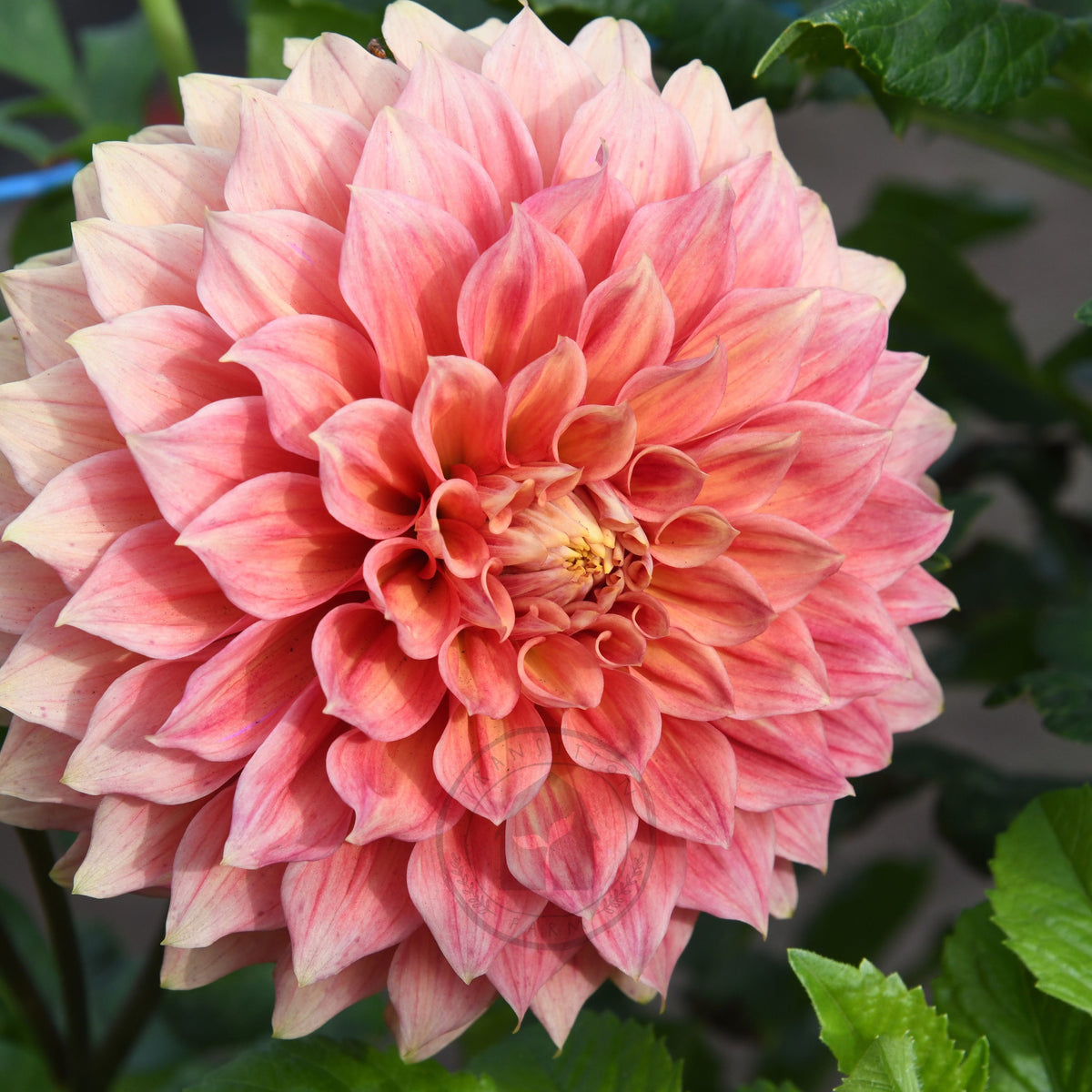 Dahlia 'Winkie Cinnamon'