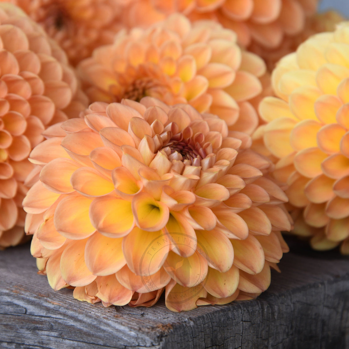 Dahlia 'Winkie Kestrel'