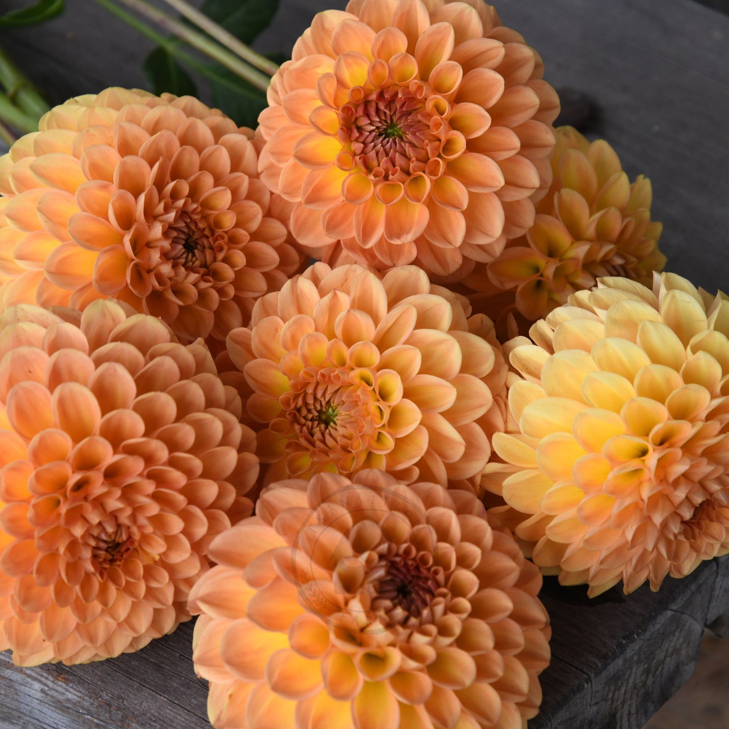 Dahlia 'Winkie Kestrel'