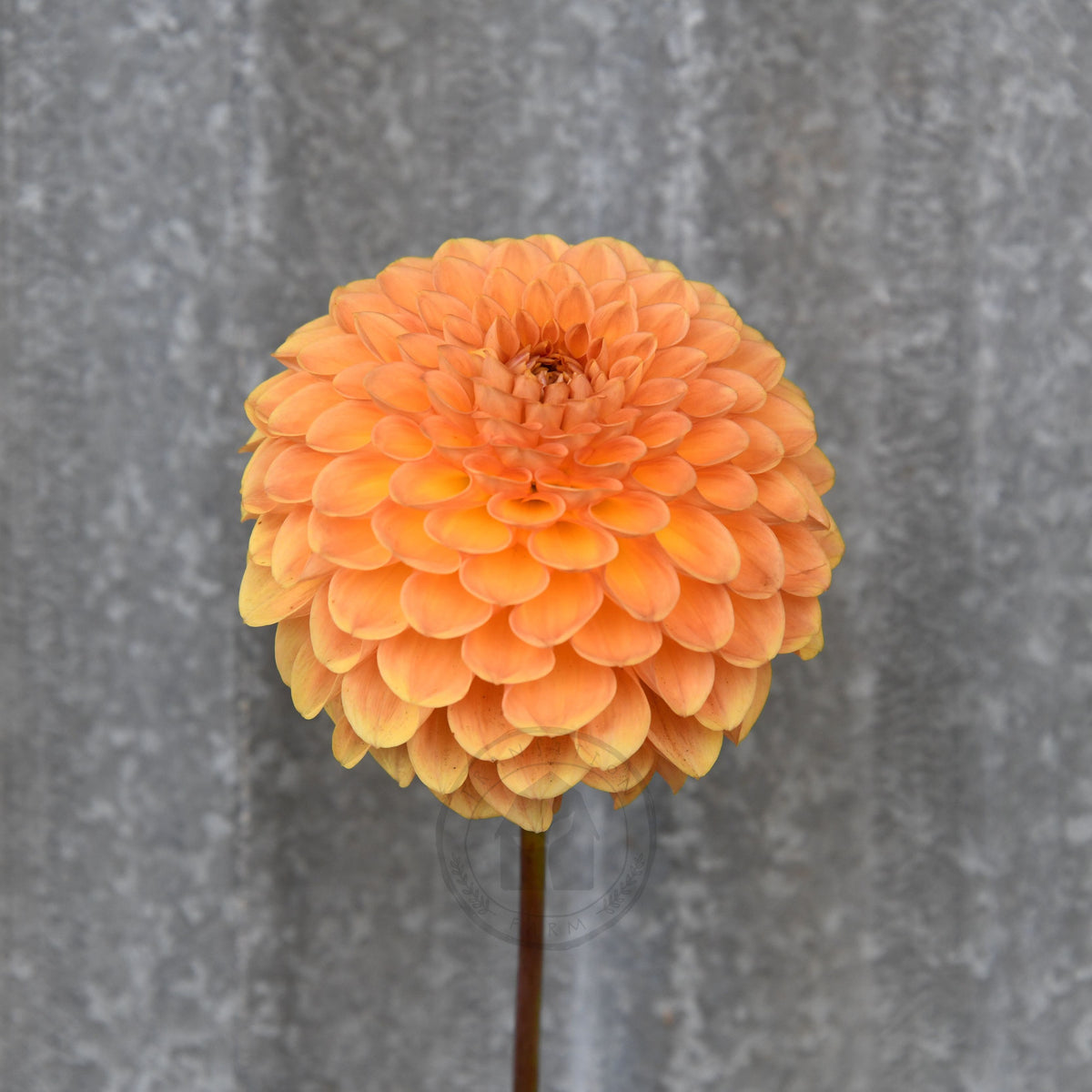Dahlia 'Winkie Kestrel'