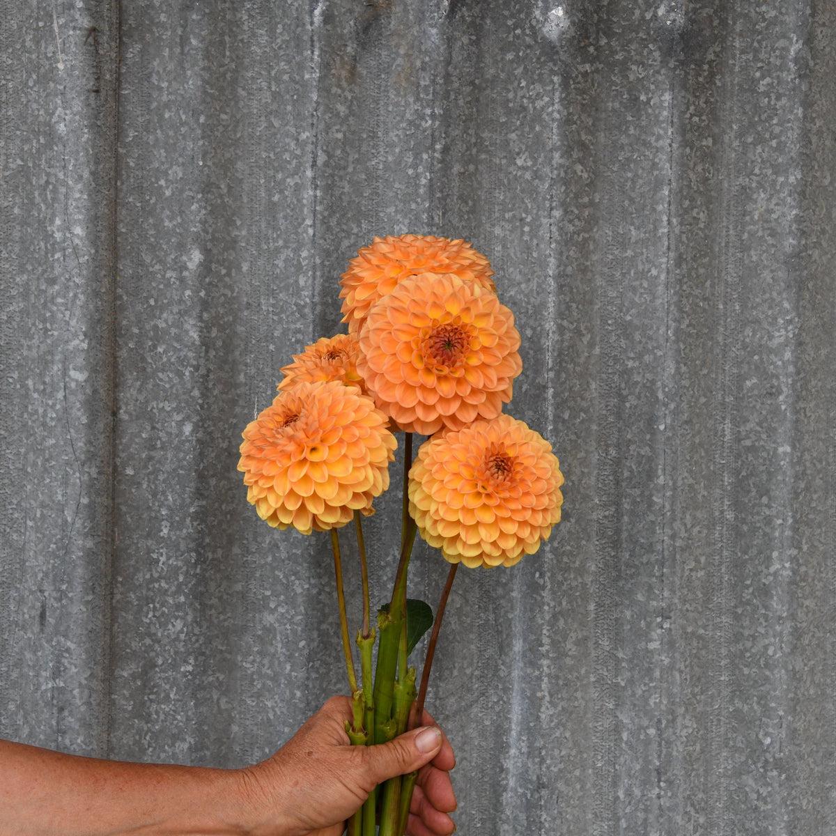 Dahlia 'Winkie Kestrel'