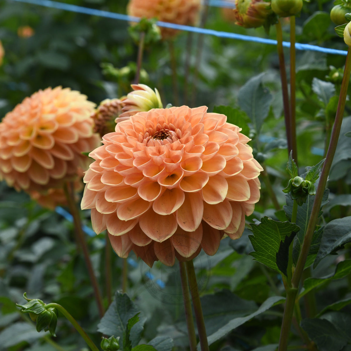 Dahlia 'Winkie Kestrel'