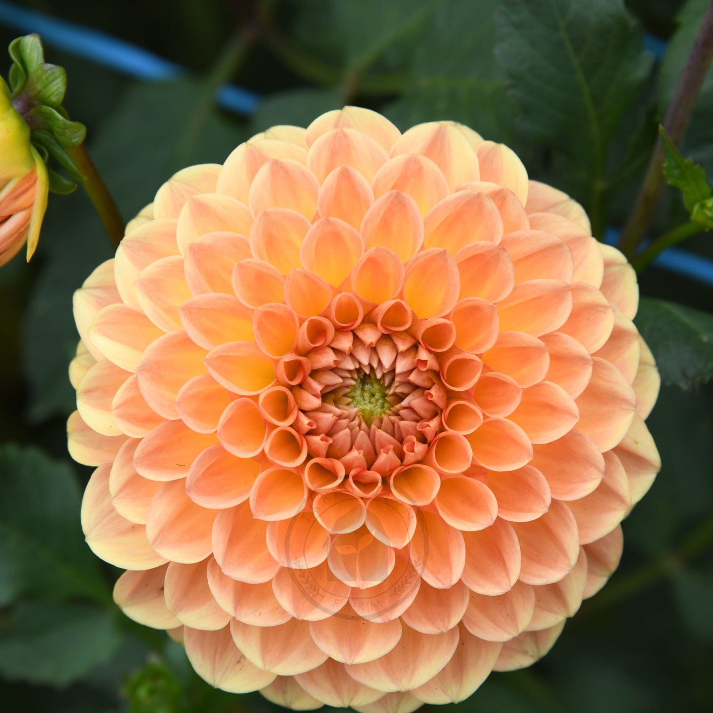 Dahlia 'Winkie Kestrel'