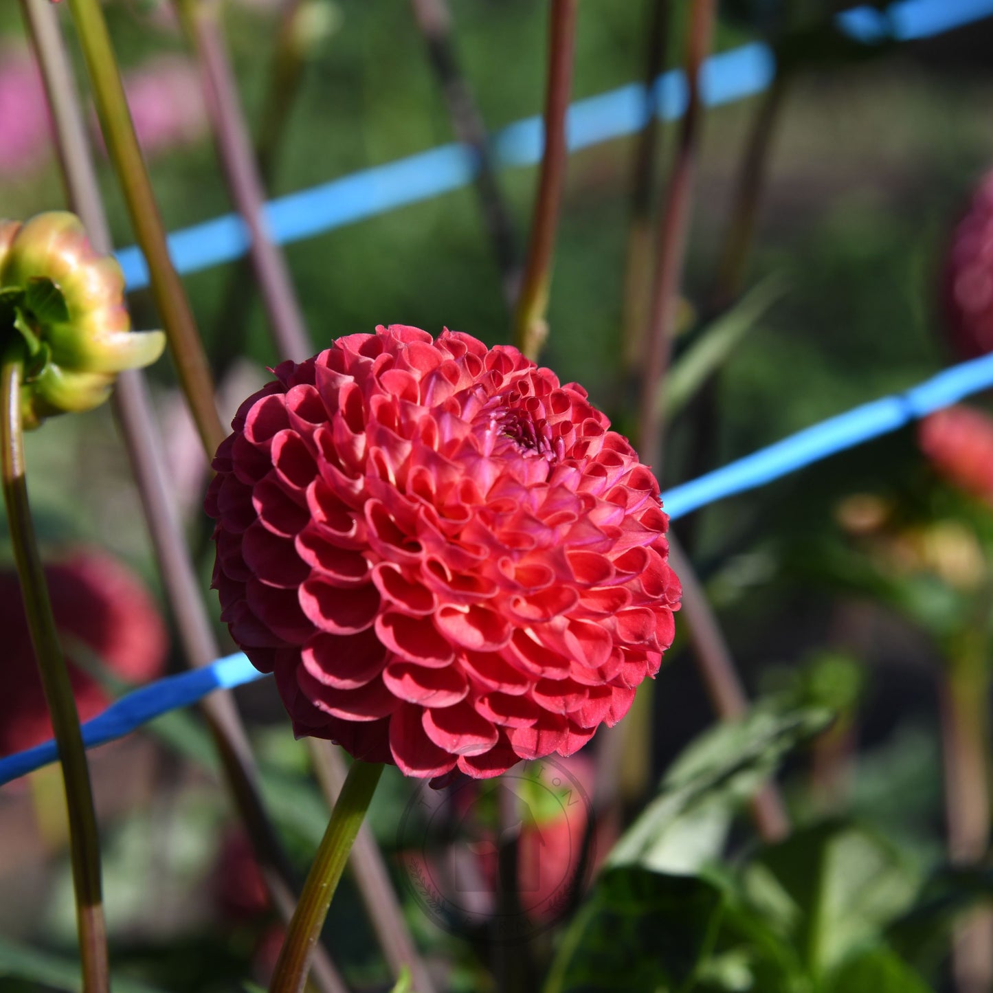 Dahlia 'Winkie Lambrusco'