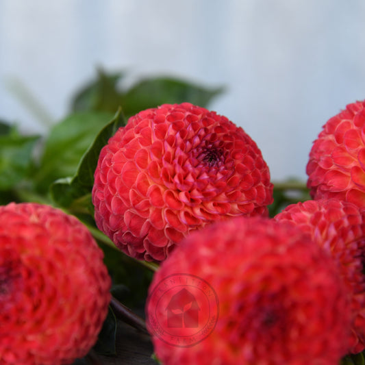 Dahlia 'Winkie Lambrusco'