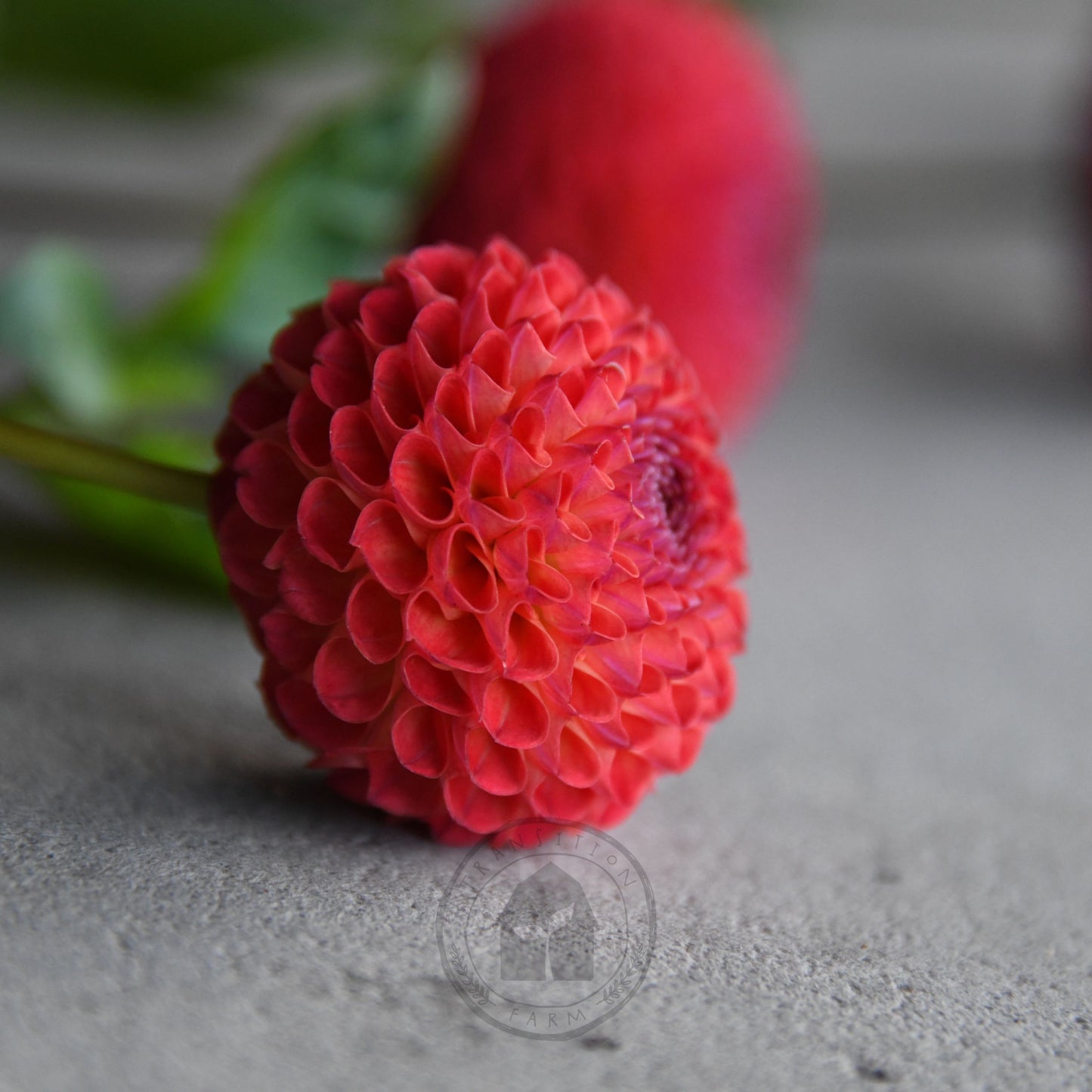 Dahlia 'Winkie Lambrusco'