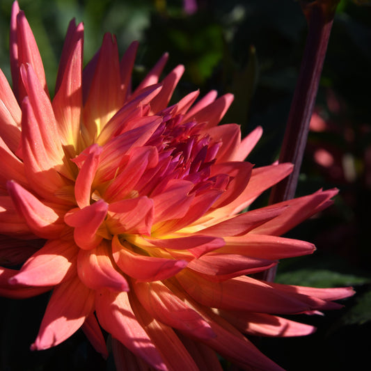 Dahlia 'Winkie Mark'