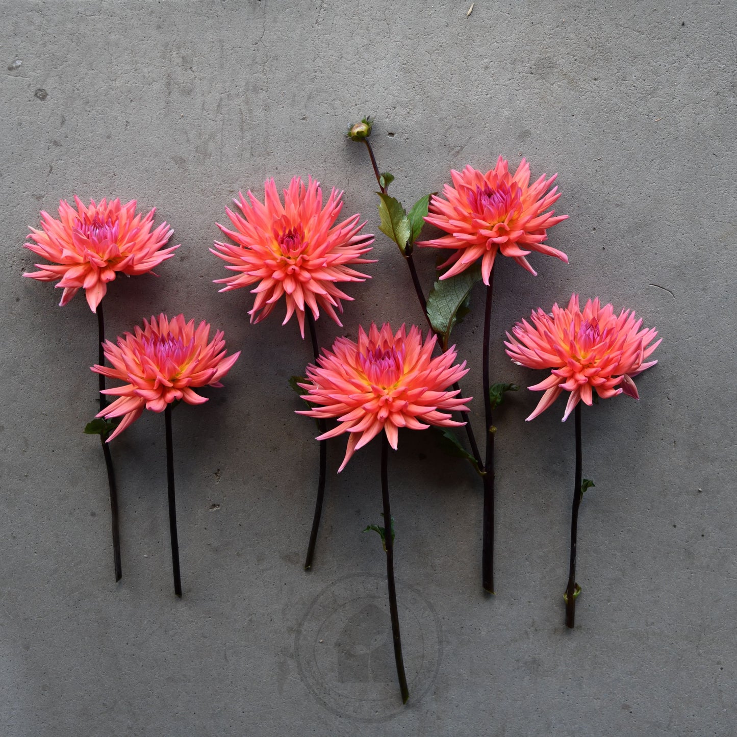 Dahlia 'Winkie Mark'