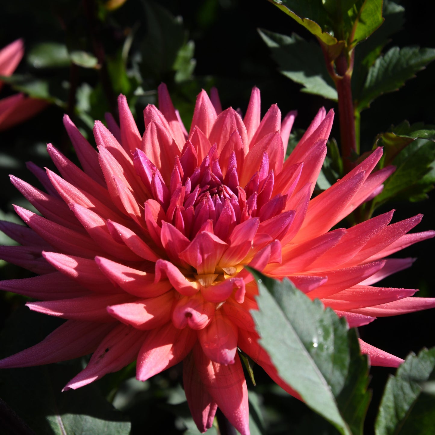 Dahlia 'Winkie Mark'