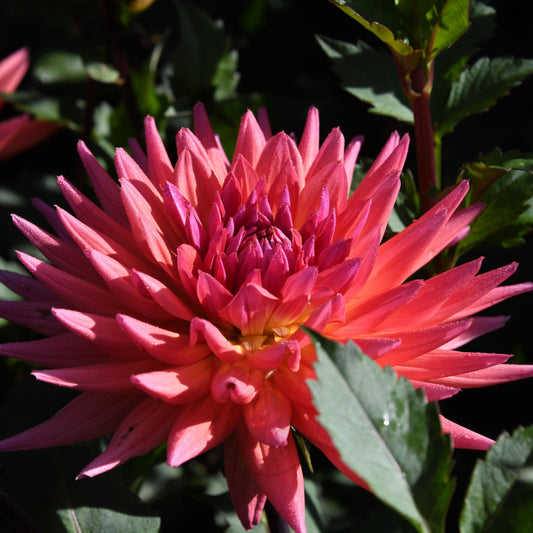 Dahlia 'Winkie Mark'