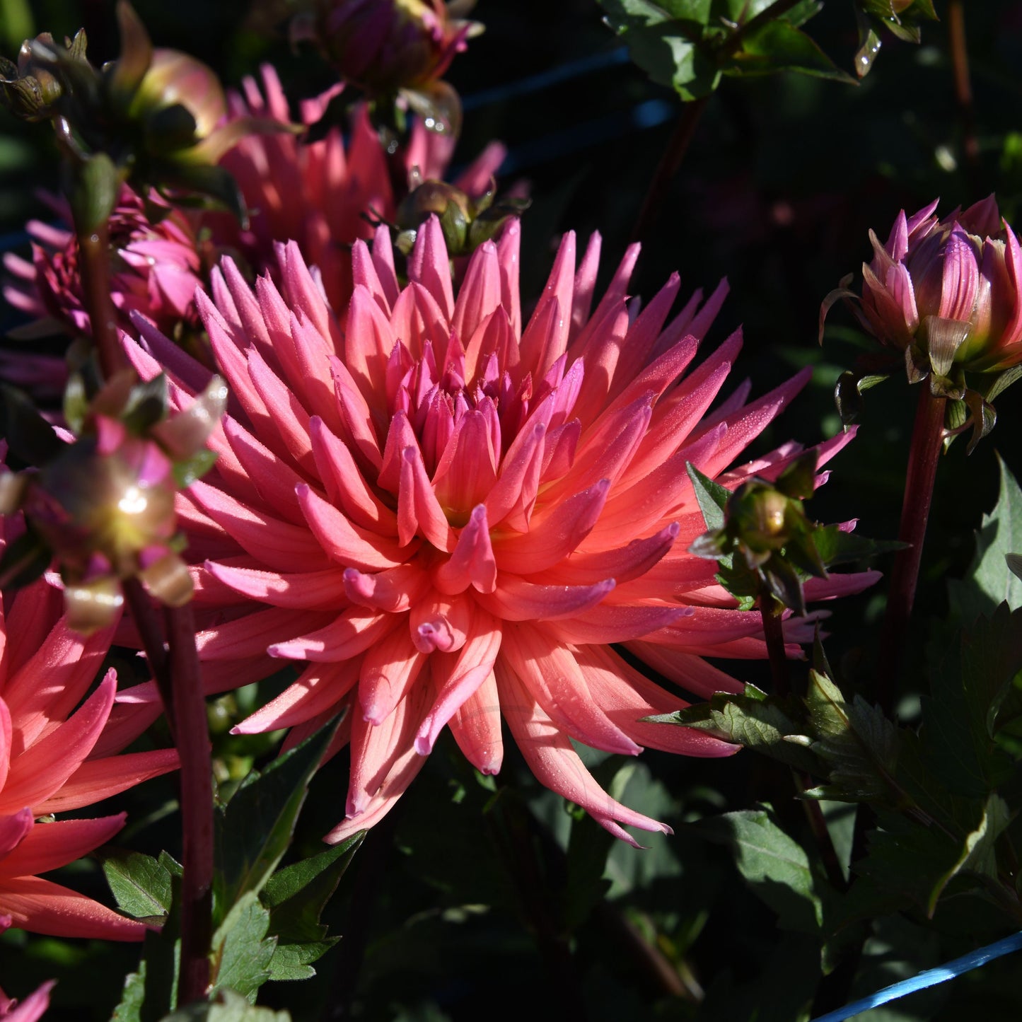 Dahlia 'Winkie Mark'