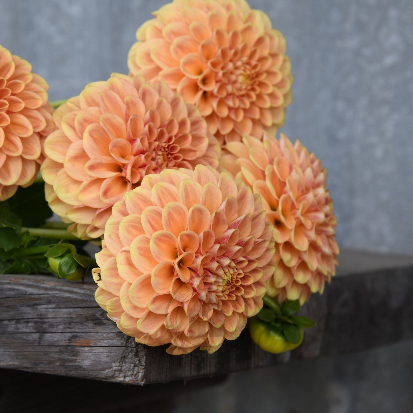 Dahlia 'Winkie Test Eagle'