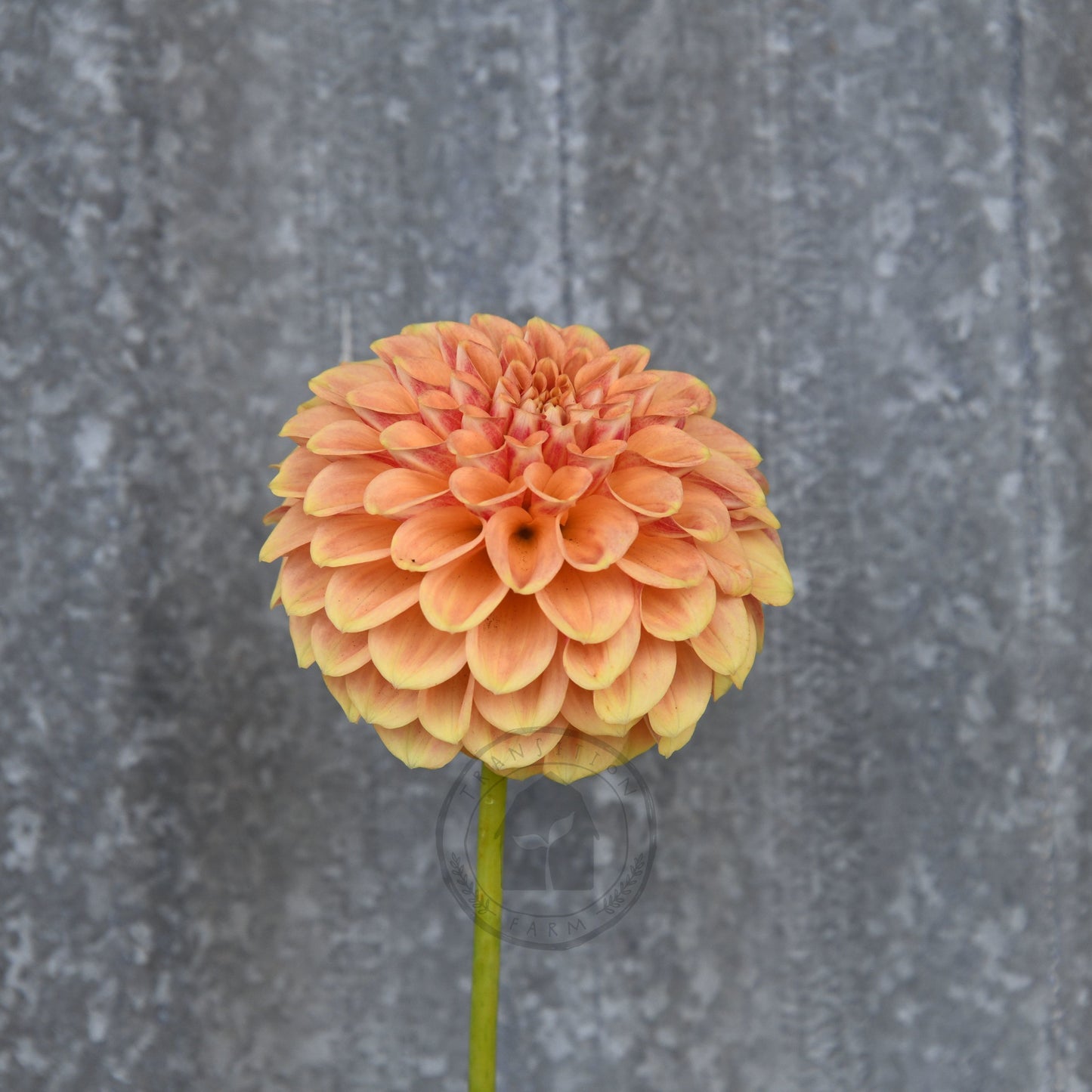 Dahlia 'Winkie Test Eagle'