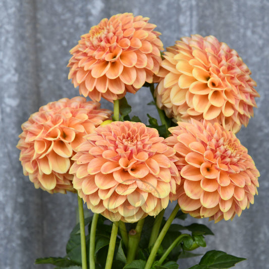Dahlia 'Winkie Test Eagle'