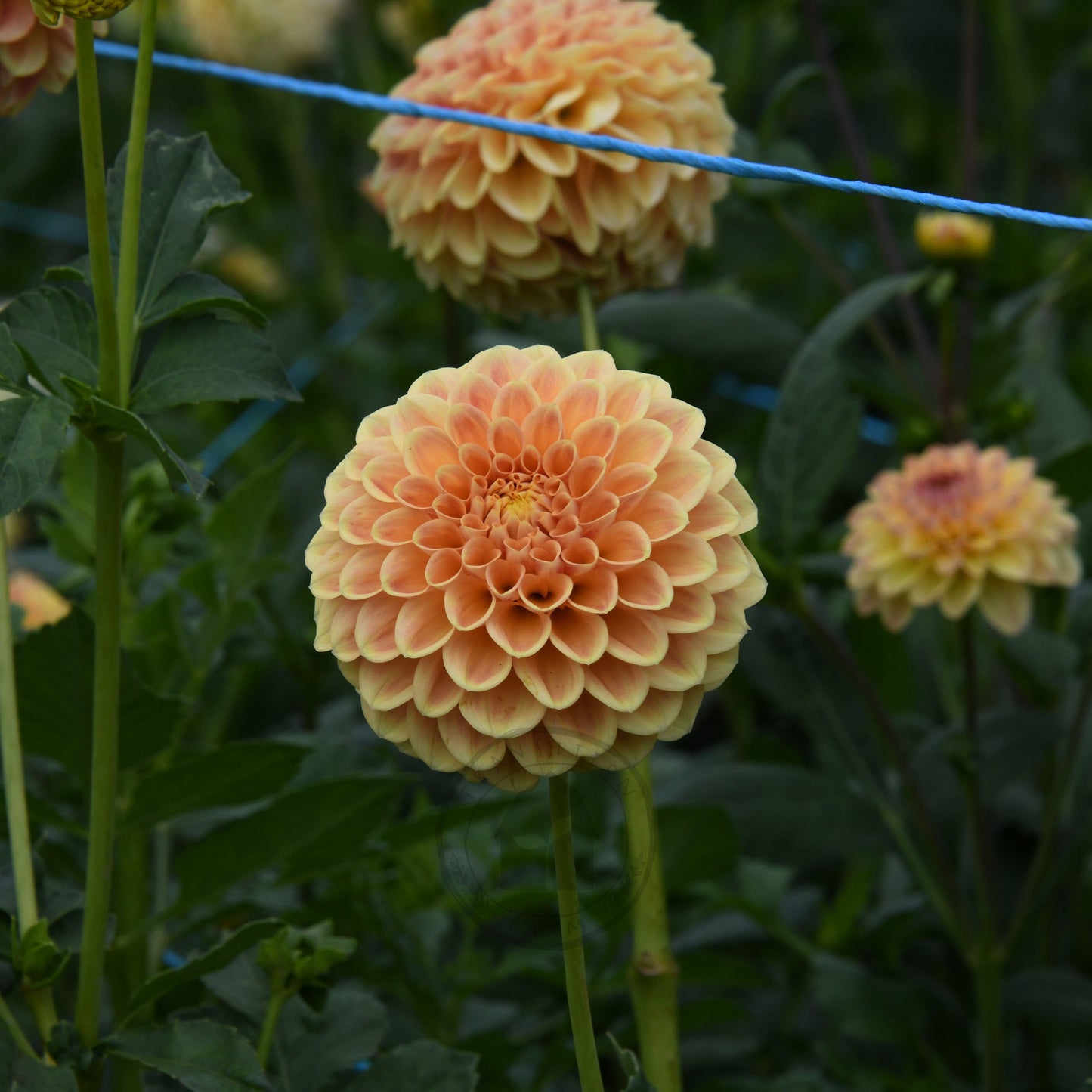 Dahlia 'Winkie Test Eagle'