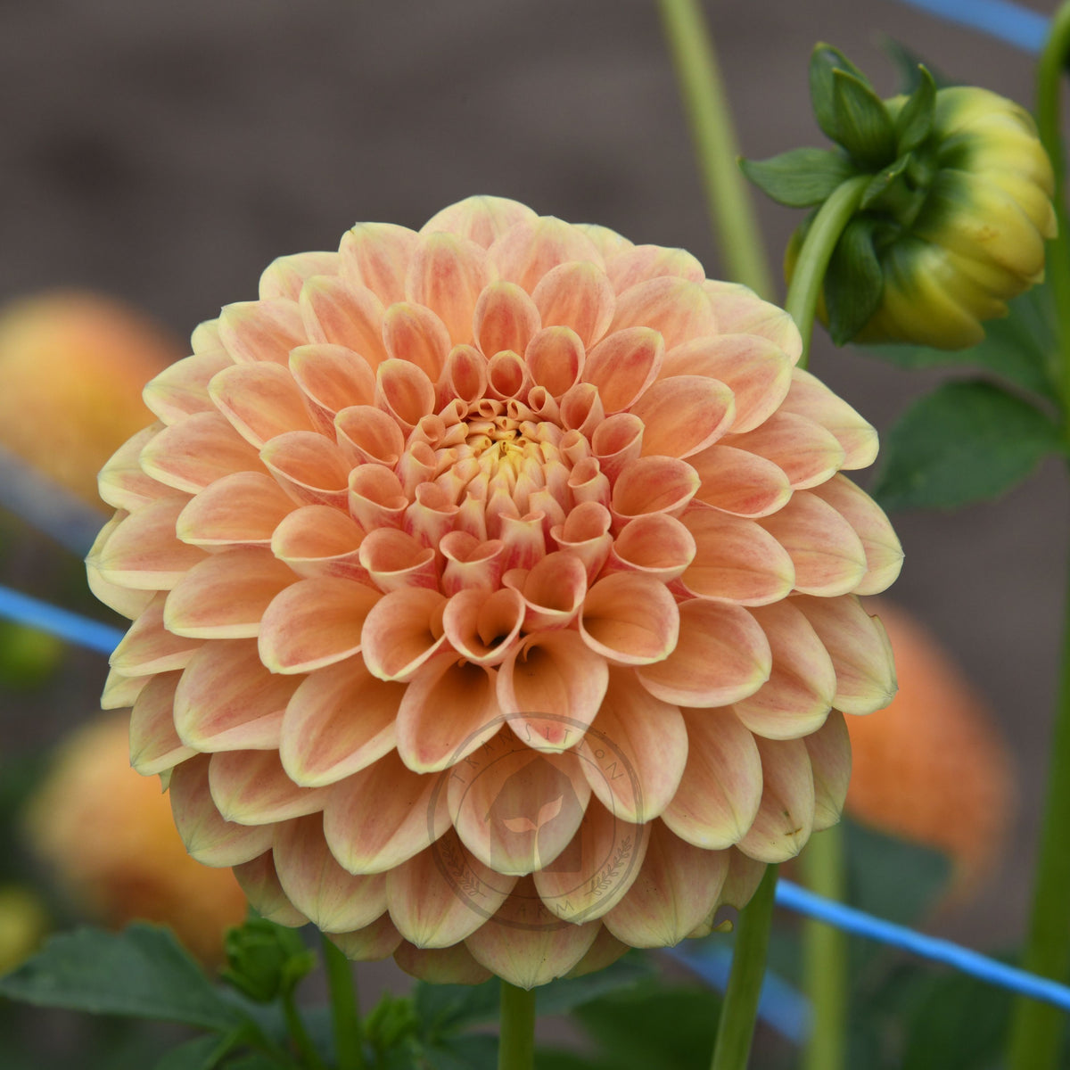 Dahlia 'Winkie Test Eagle'