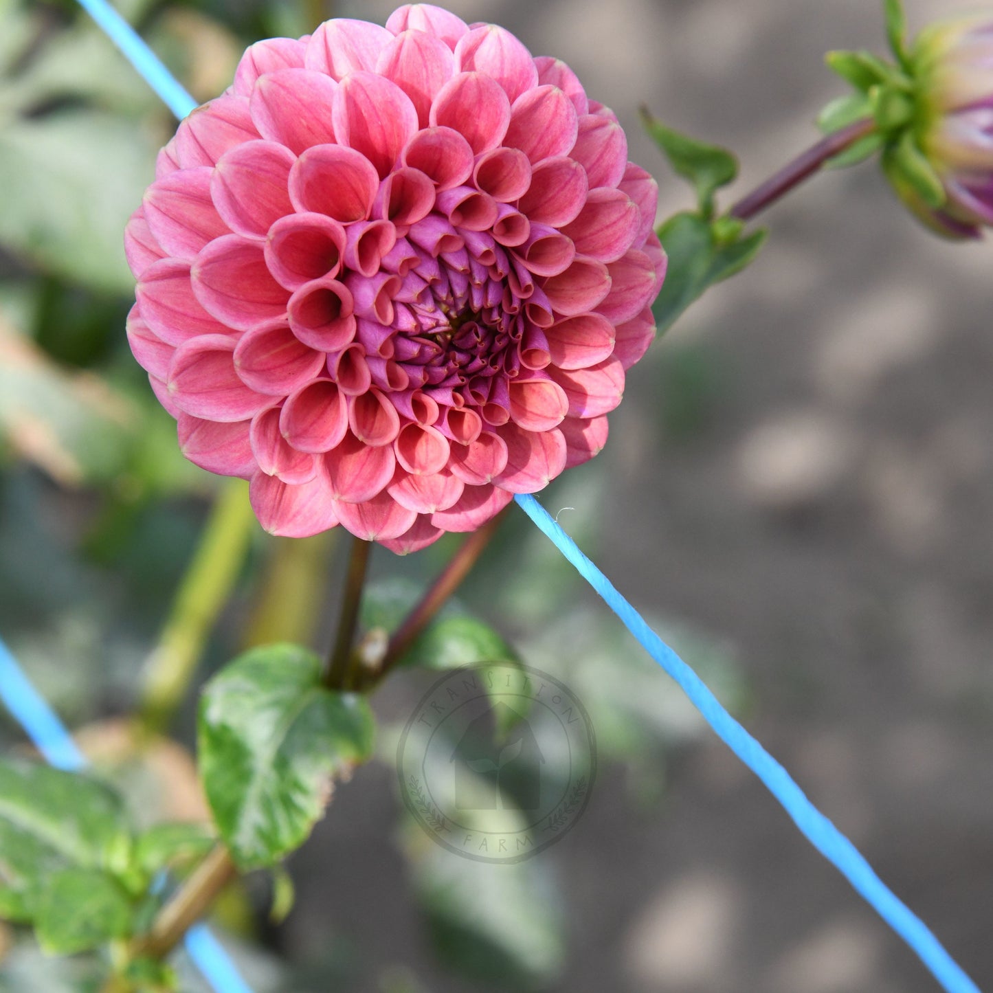 Dahlia 'Winkie Truffle'