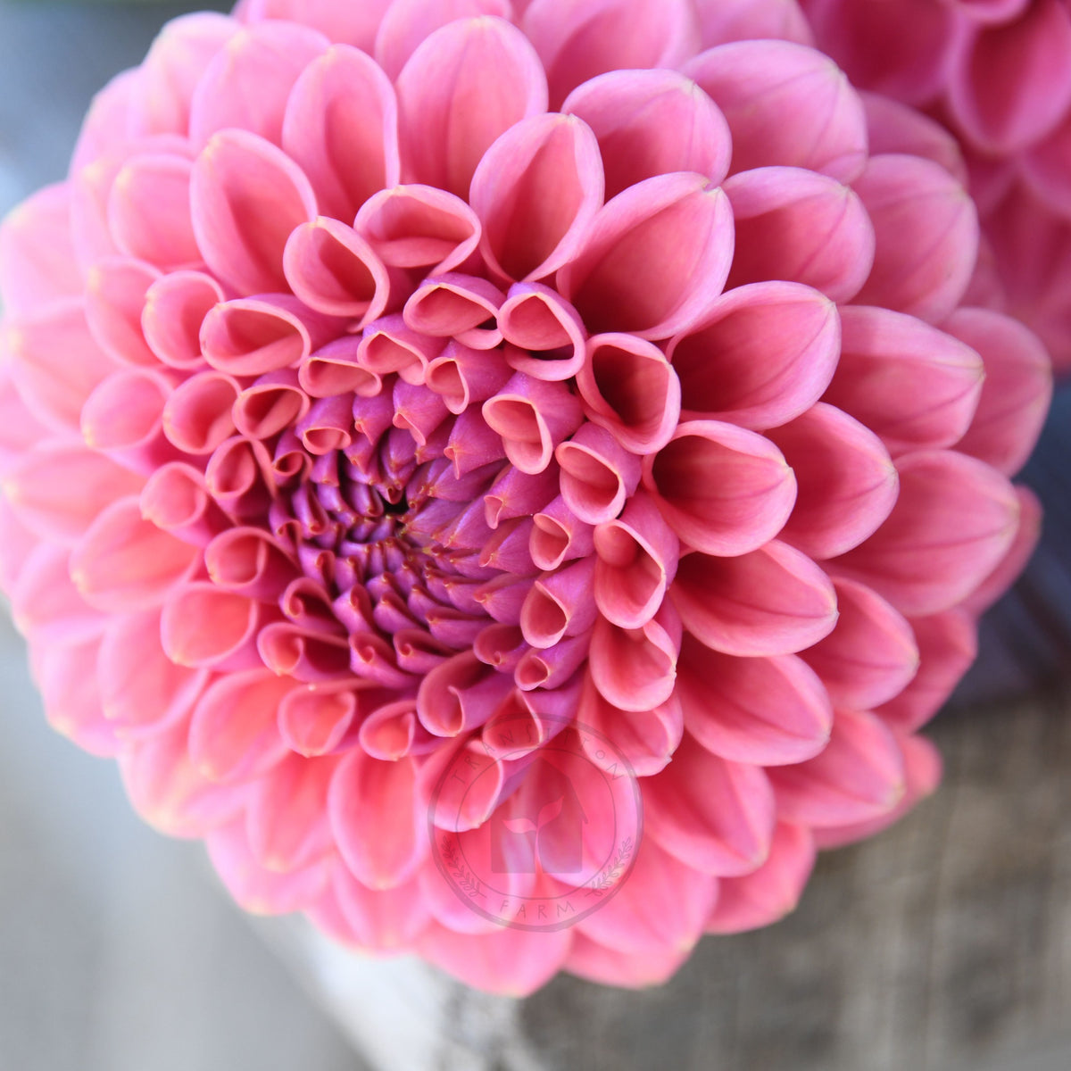 Dahlia 'Winkie Truffle'