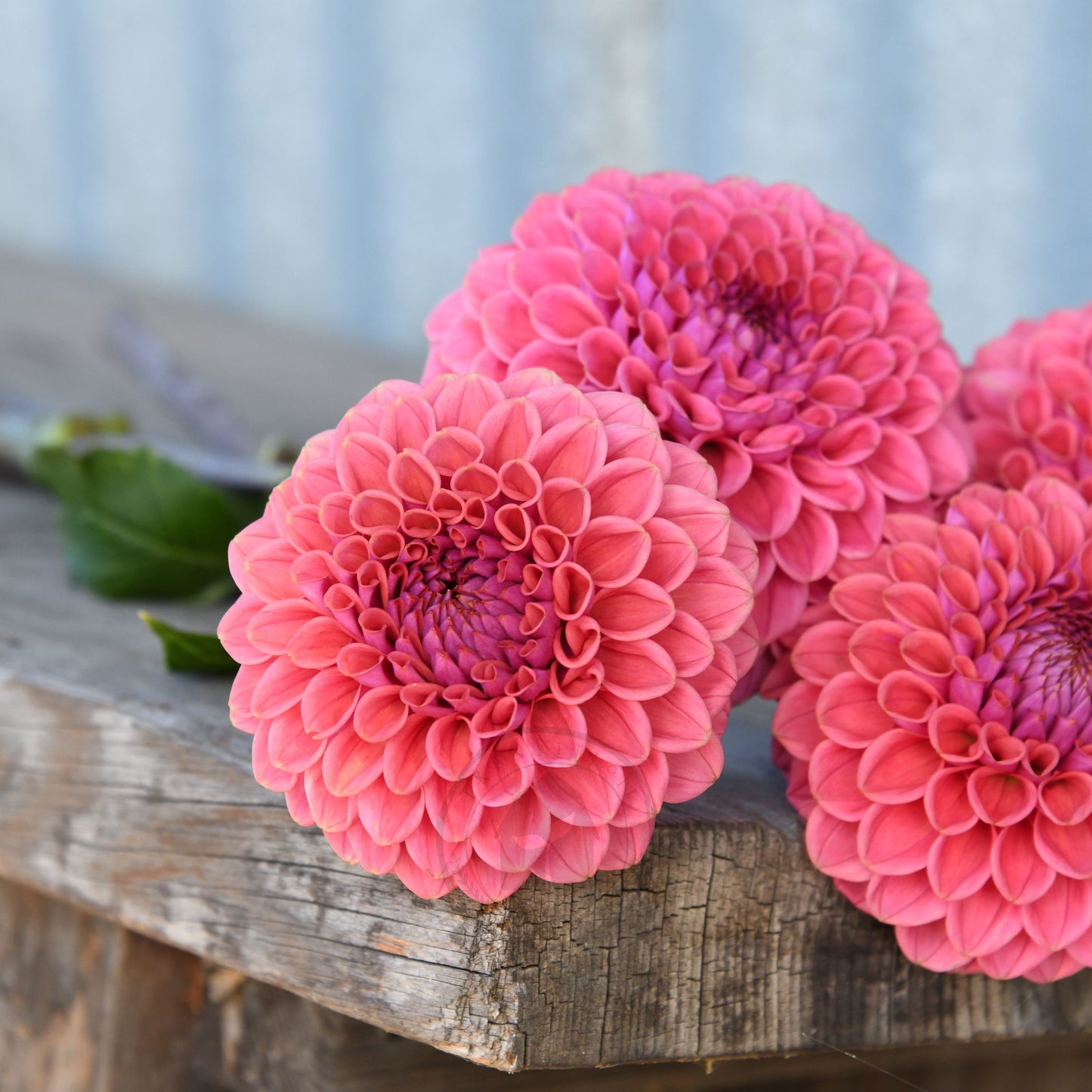 Dahlia 'Winkie Truffle'