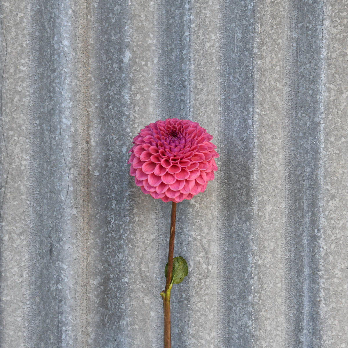 Dahlia 'Winkie Truffle'