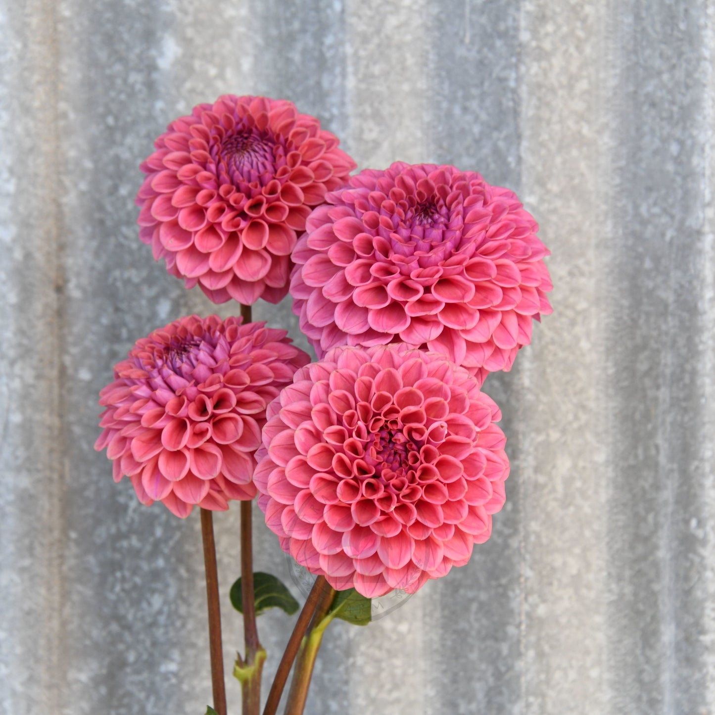 Dahlia 'Winkie Truffle'