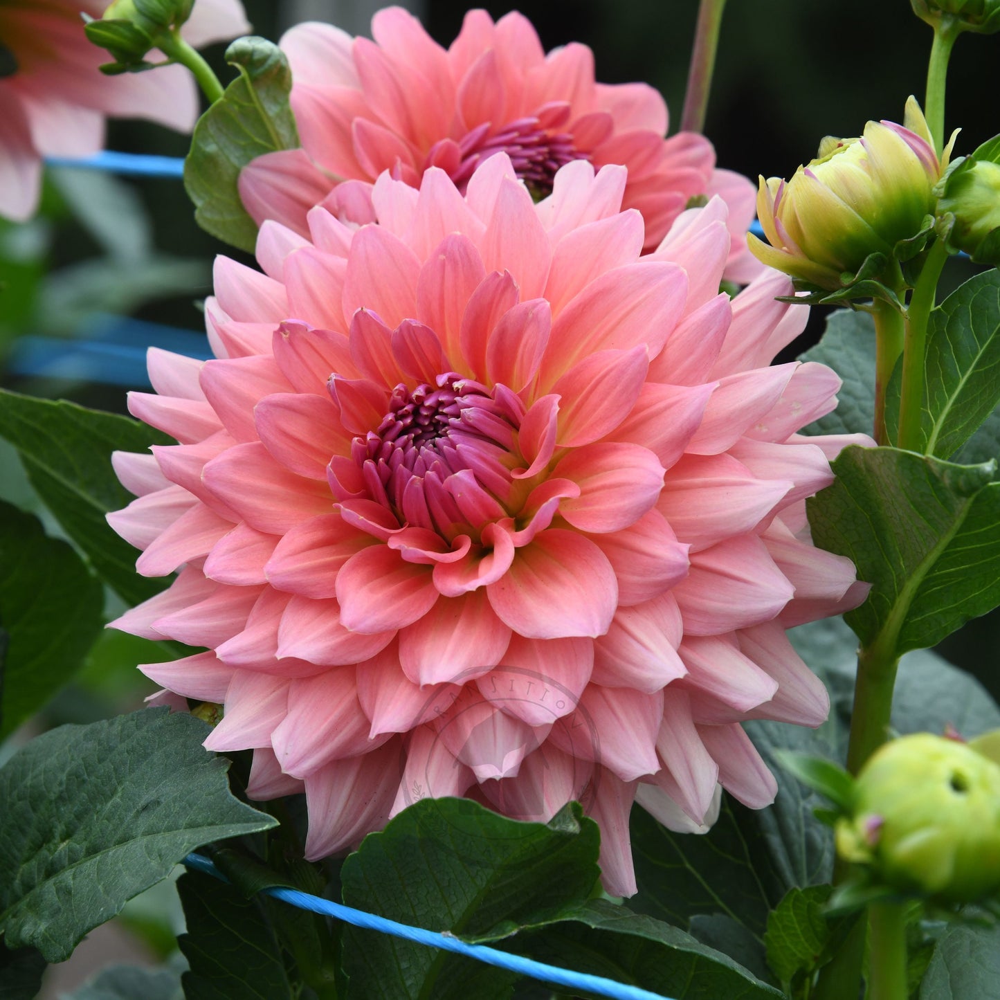 Dahlia 'WV Victorian Blush'