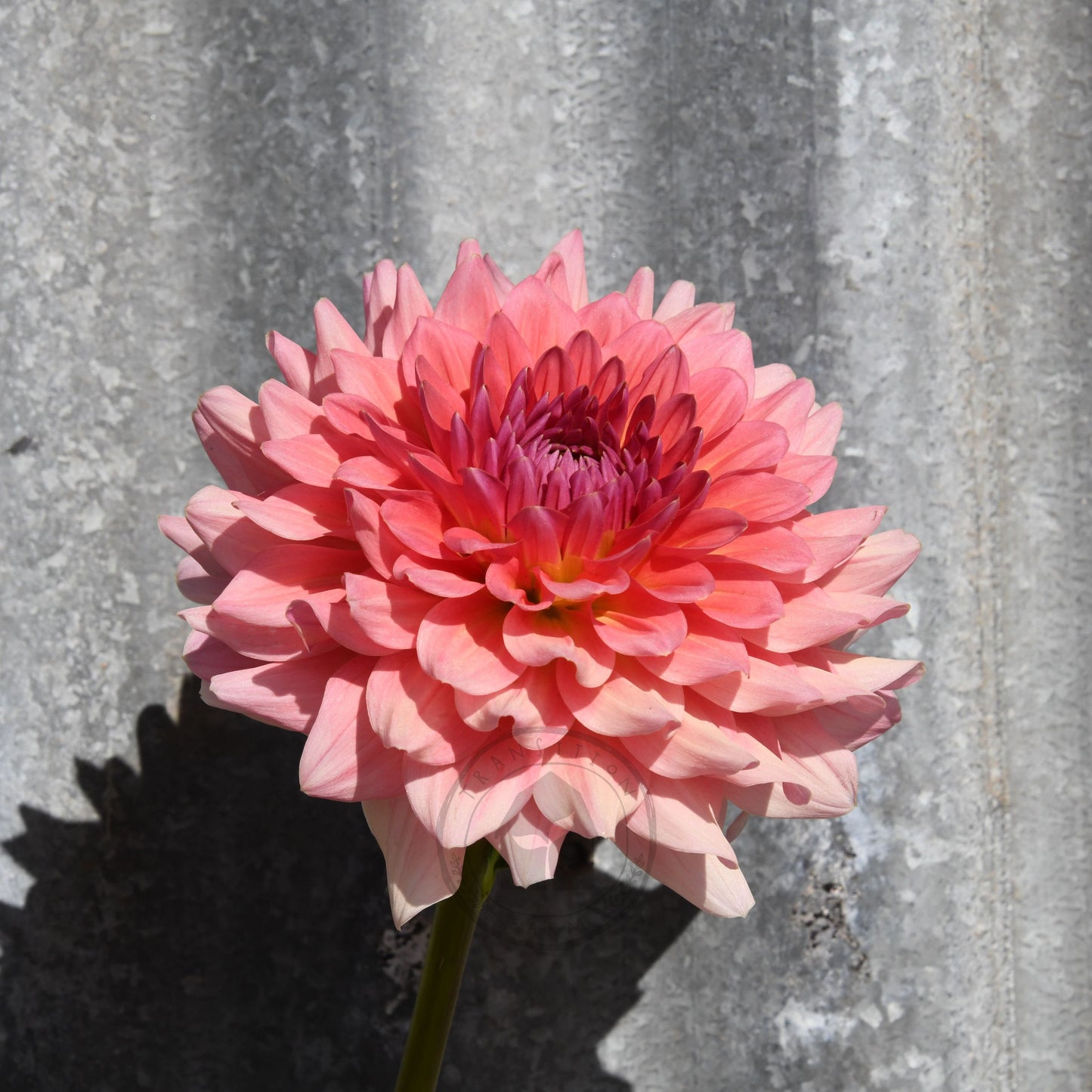 Dahlia 'WV Victorian Blush'