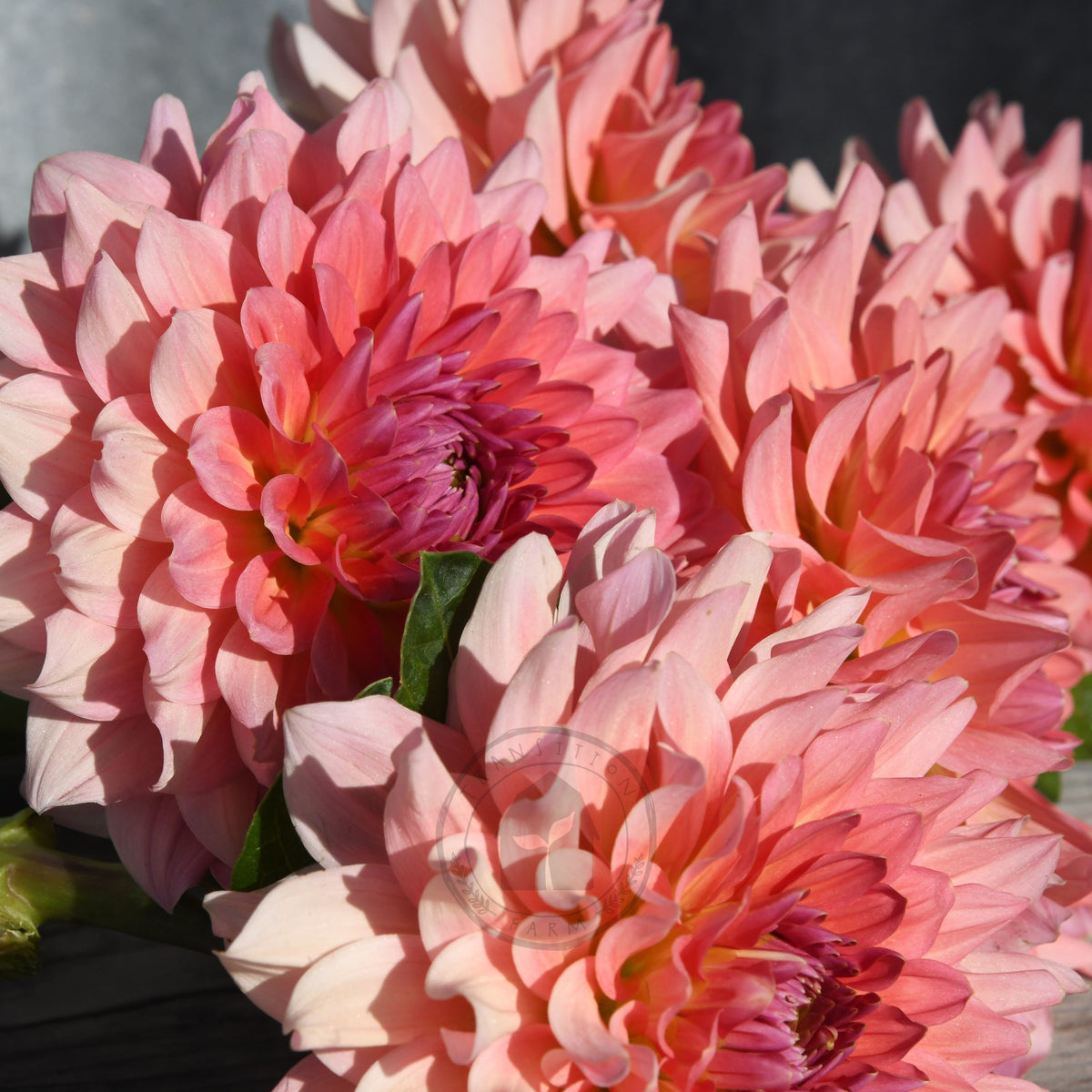 Dahlia 'WV Victorian Blush'
