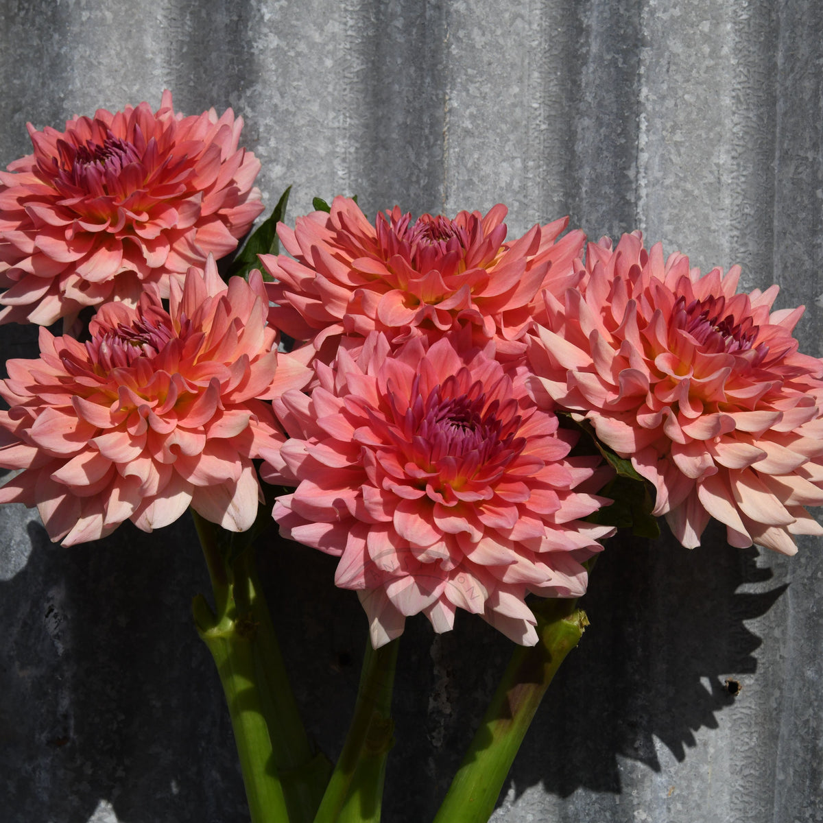 Dahlia 'WV Victorian Blush'