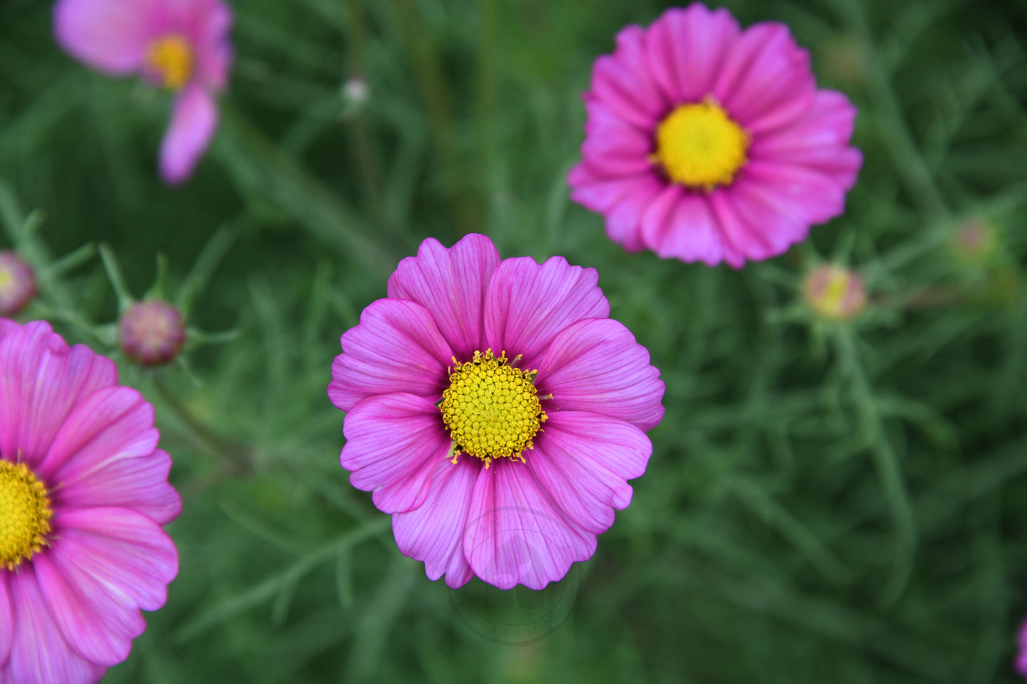 Cosmos 'Xensia'