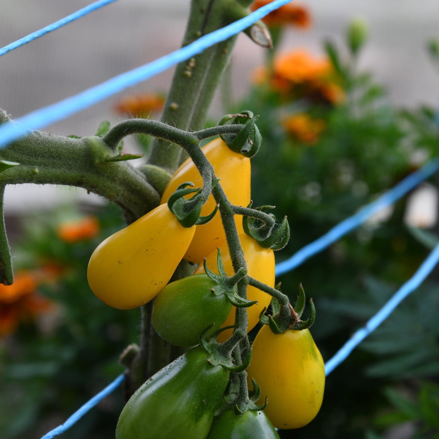 Yellow and green tomatoes on a vine with blue stakes in a garden setting.