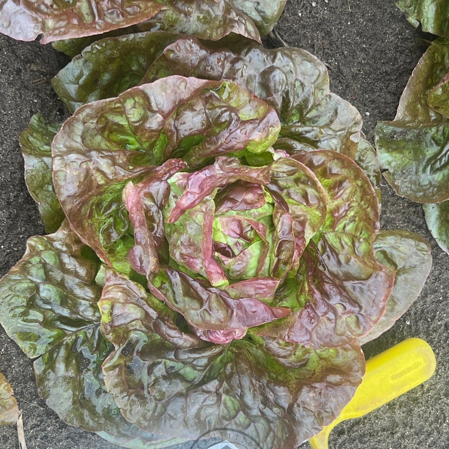 Lettuce Butter 'Yugoslavian Red'