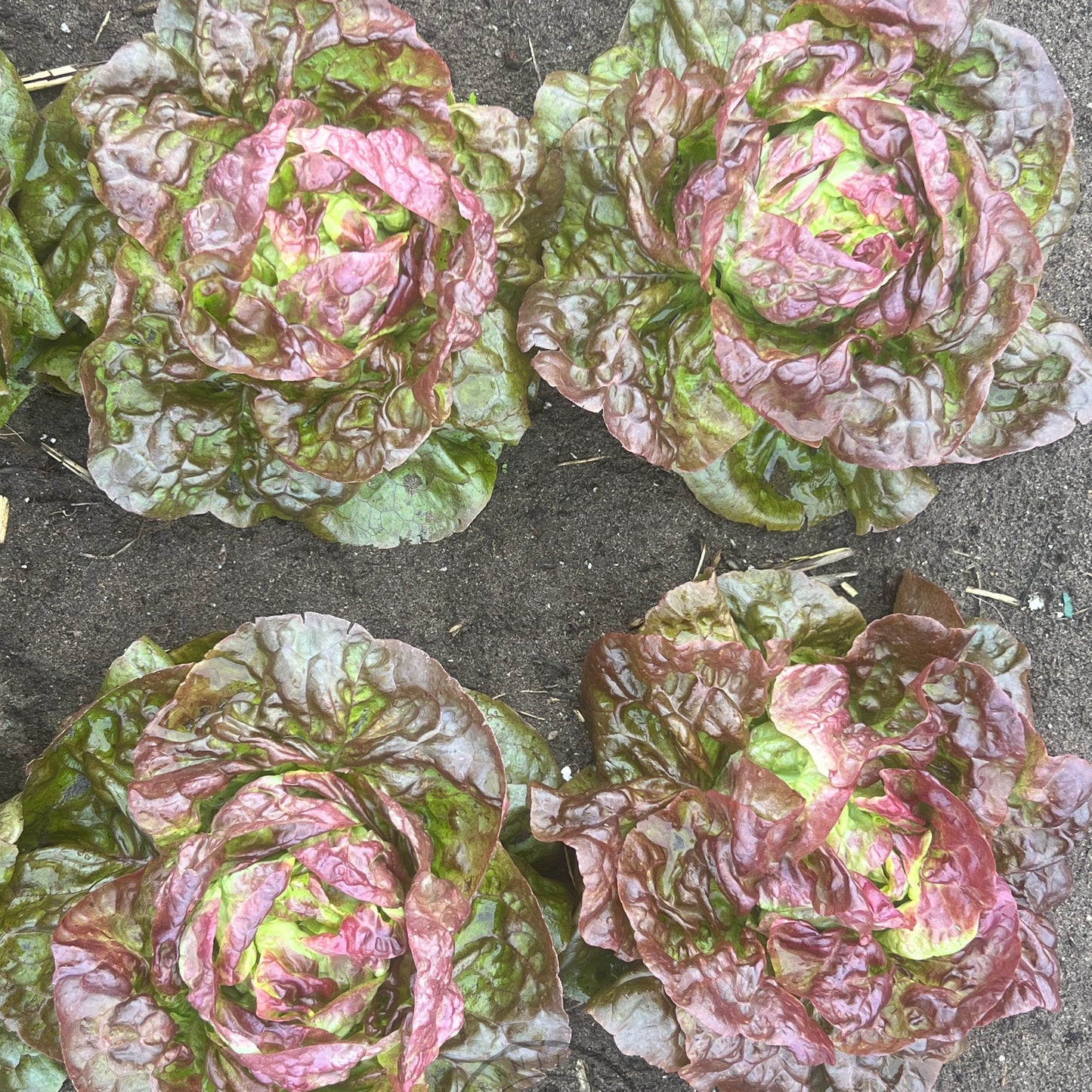 Lettuce Butter 'Yugoslavian Red'