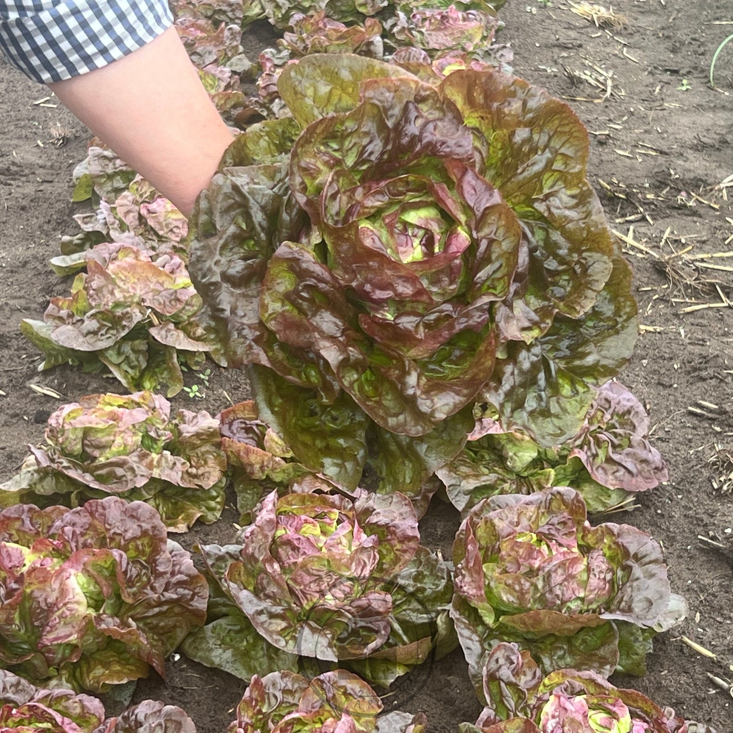 Lettuce Butter 'Yugoslavian Red'