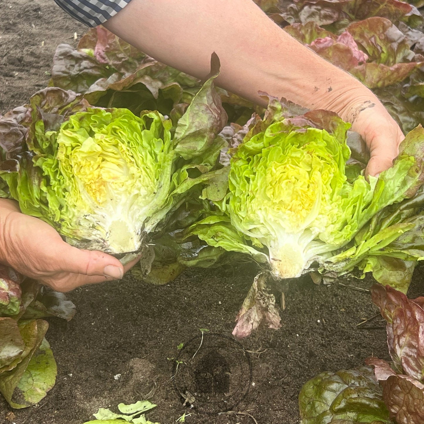 Lettuce Butter 'Yugoslavian Red'